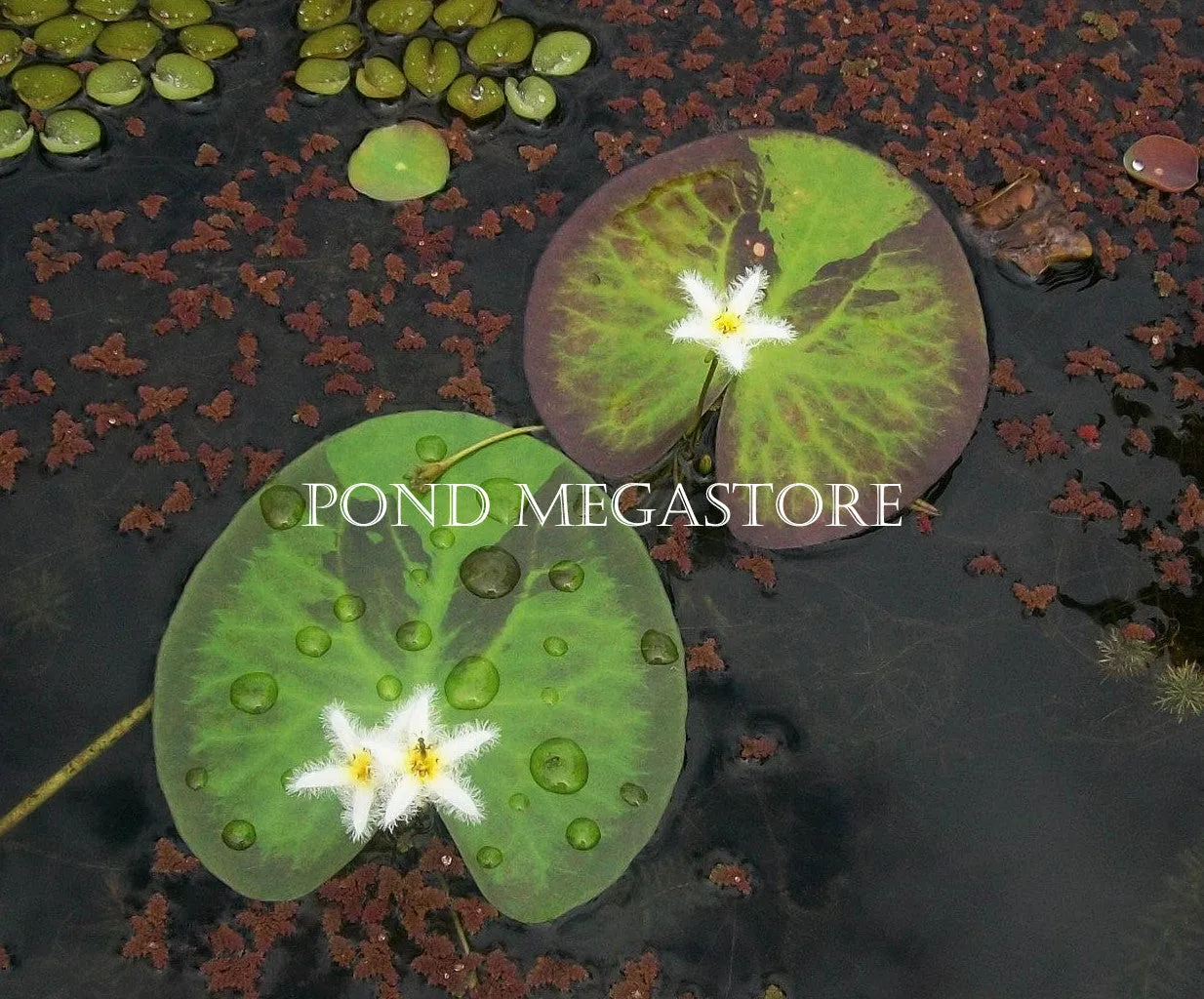 Montana Butterfly <br>  Variegated Water Snowflake (Nymphoides)